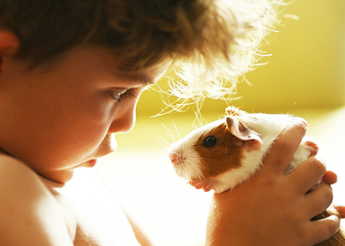Young child gently holding a guinea pig, evoking tender memories of childhood experiences.