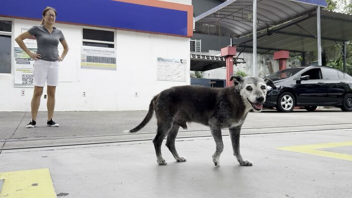 Stray dog at a gas station with a smiling woman and a parked car in the background. Stray dog at a gas station with a smiling woman and a parked car in the background.