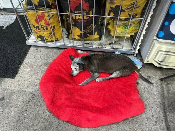 Stray dog sleeping on a red blanket at a gas station, surrounded by bags and concrete floor. Stray dog sleeping on a red blanket at a gas station, surrounded by bags and concrete floor.
