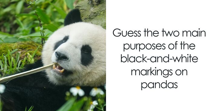 27 Questions About Pandas That Will Have You Smiling In No Time