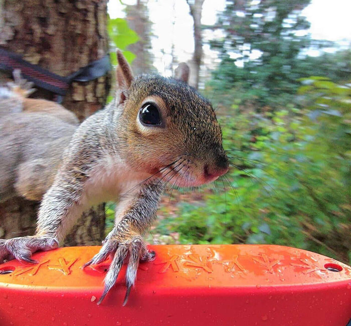 Close-up of a curious squirrel on an orange surface in a forest setting. Close-up of a curious squirrel on an orange surface in a forest setting.