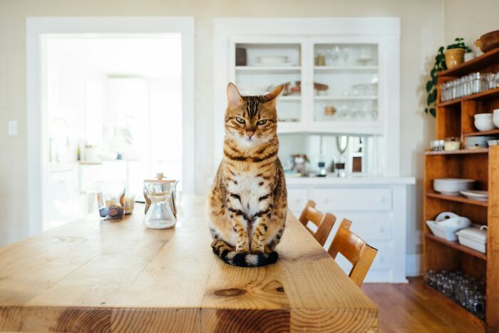 Cat on a wooden table in a bright kitchen, an unexpected scene during worst job interviews.