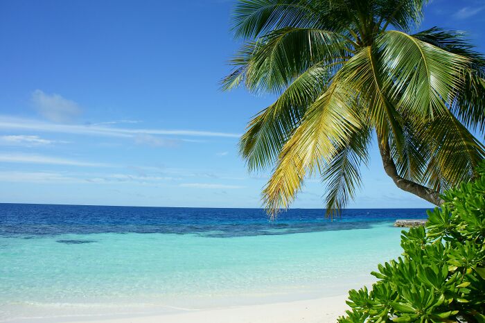 Beautiful beach with clear turquoise water and a palm tree, perfect for a tropical getaway.