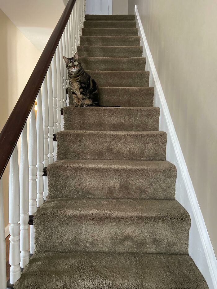 Cat sitting on carpeted stairs in a new home, highlighting first-time home buyer experience.