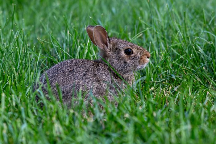 A rabbit sitting in lush green grass, resembling unexpected cat gifts for pet lovers.