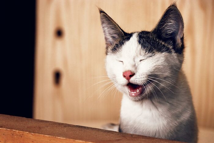 Playful cat with eyes closed and mouth open, resembling laughter, highlights unexpected cat gifts.