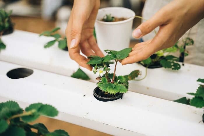 Hands tending to a plant in a hydroponic setup, illustrating impactful things under $500.