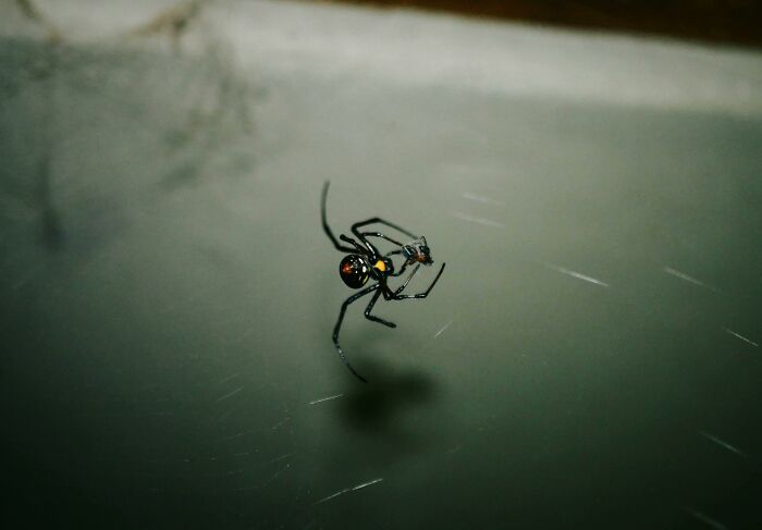 Black widow spider on web, related to historical facts often misinterpreted by school teachings.