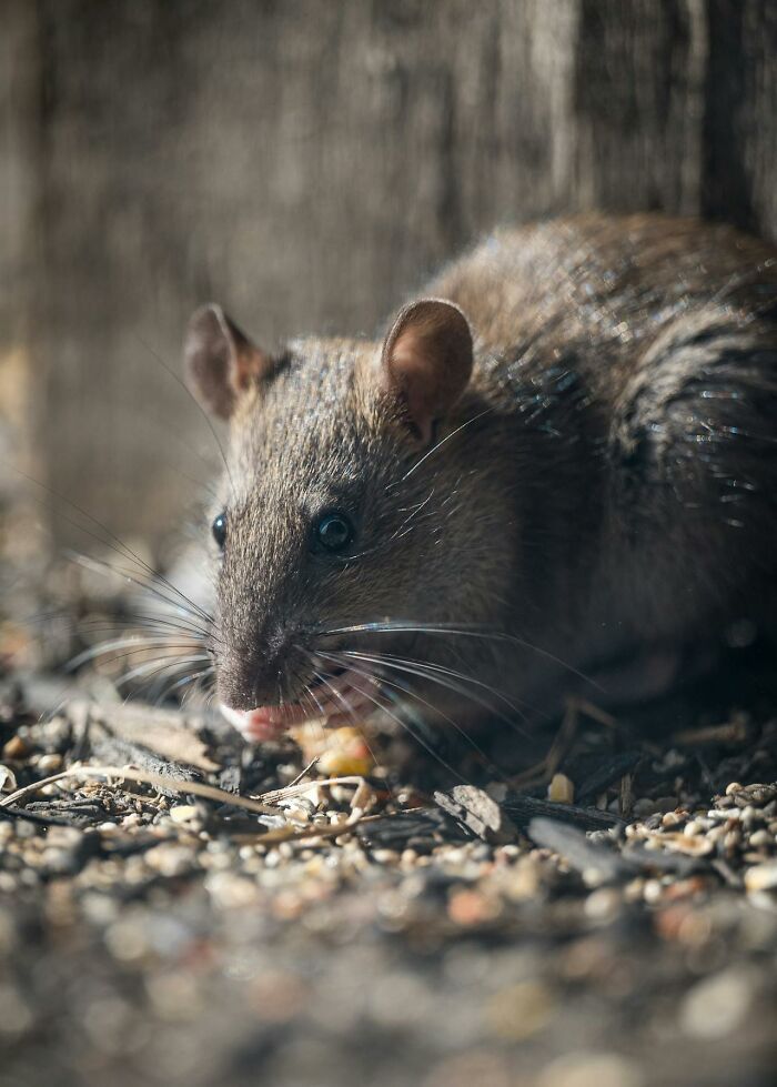 Close-up of a rat on the forest floor, highlighting interesting facts about wildlife and nature.
