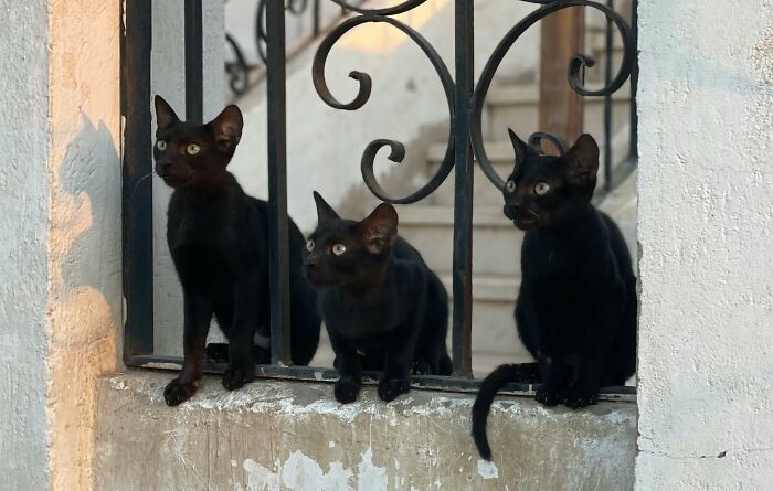 Three black cats sit gracefully on a ledge, framed by wrought iron railings, highlighting overlooked charm.