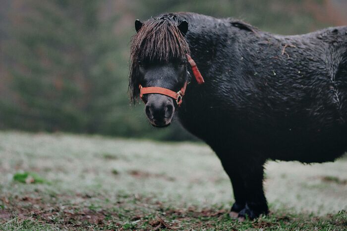A black pony with a red halter standing on frosty grass, symbolizing Redditors' dislike for overused office expressions.