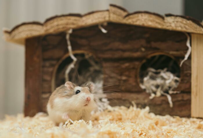 Hamster in a cozy setting with wooden house, representing unexpected cat gifts.