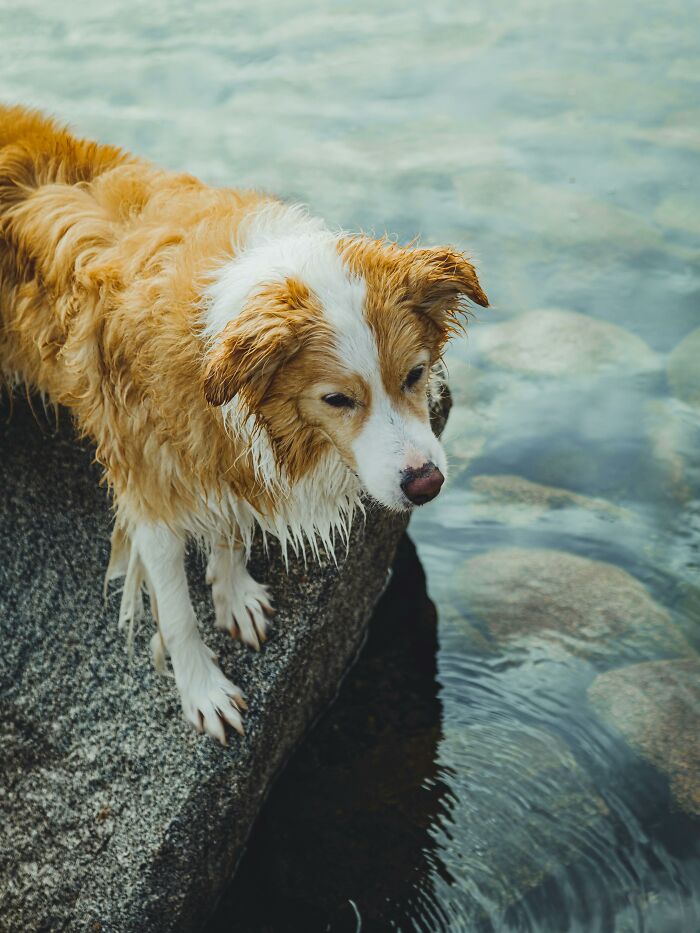 “Ultimate Guide To Choosing & Using A Heated Dog Pool In 2025 (Stress-Free!)”