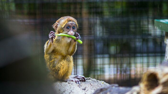Young monkey chewing on a green stick behind a fence, illustrating tales of making things worse.