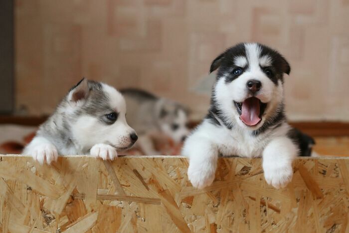 Playful puppies peeking over a wooden box; perfect for harmless April Fools’ pranks inspiration.