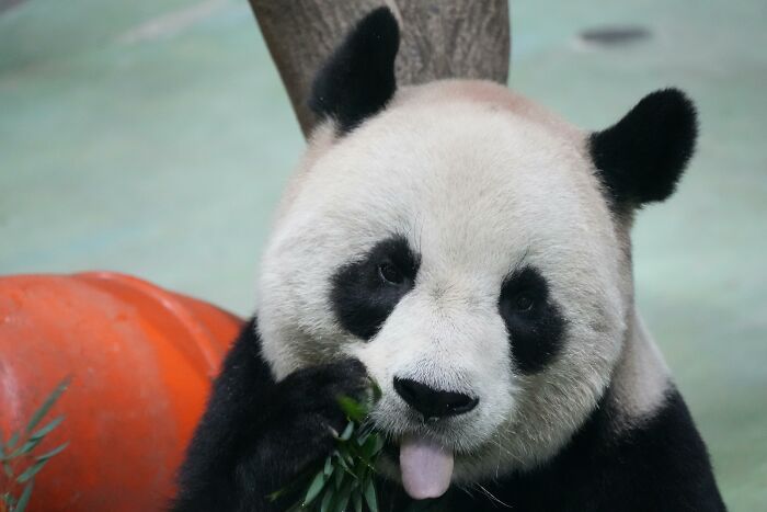Panda enjoying bamboo with tongue out, sitting in a relaxed pose.