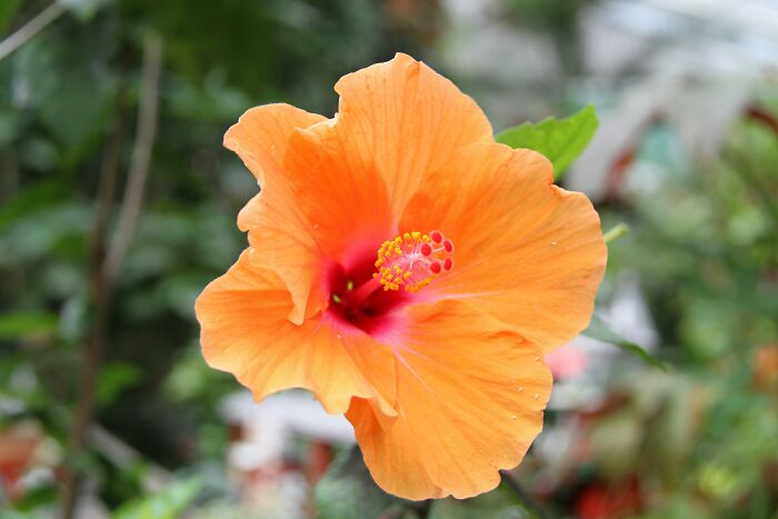 Orange hibiscus flower blooming in a garden, capturing the surprise of unexpected cat gifts in nature.