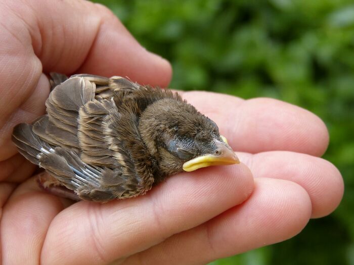 Hand gently holding a small, sleeping bird with green foliage in the background, symbolizing subtlety.