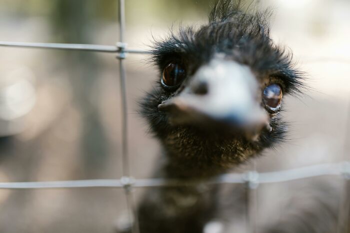 Close-up of an emu's curious face behind a wire fence, fitting for cool Wikipedia articles to explore.