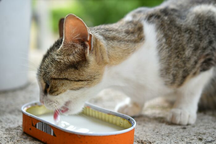 Cat drinking milk from a can lid outdoors, representing common misconceptions about feline diets.