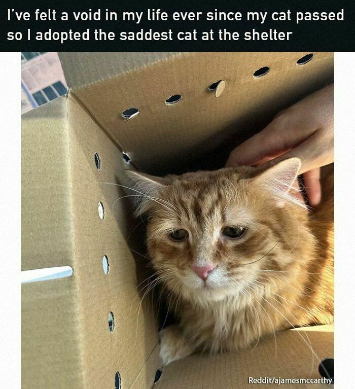 Sad orange cat adopted from shelter, inside a cardboard box being gently petted by a hand, looking hopeful and uplifted.