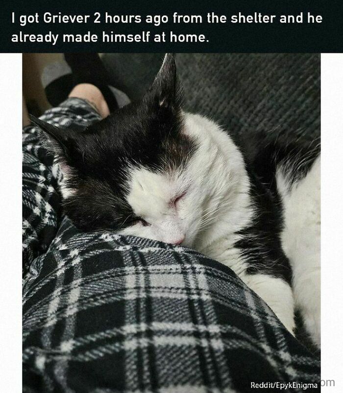 Black and white cat peacefully sleeping on a plaid blanket, creating a positive and uplifting vibe.
