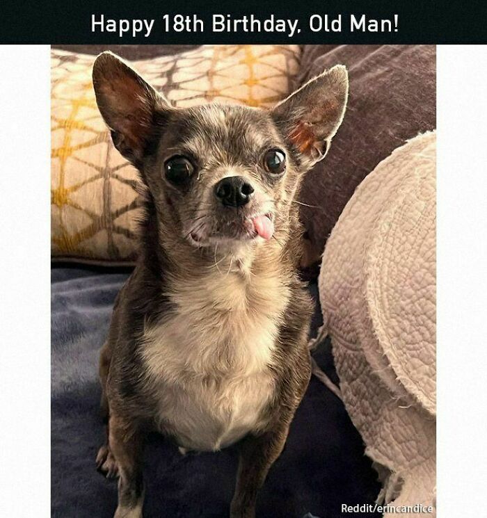 Elderly Chihuahua with tongue out on sofa, celebrating birthday, showcasing positive and uplifting vibes.