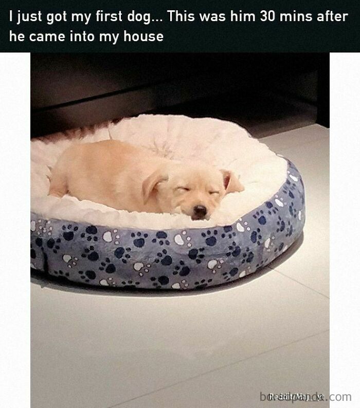 Adorable puppy sleeping in a cozy bed, adding a positive and uplifting vibe to the day.