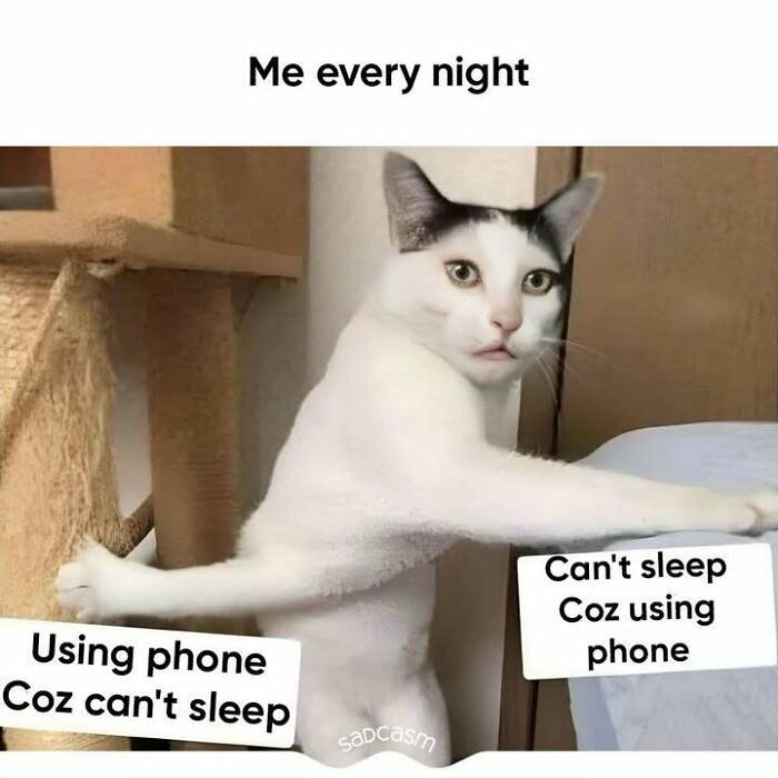 Cat meme illustrating a sadcastic cycle: can't sleep, uses phone; uses phone, can't sleep.