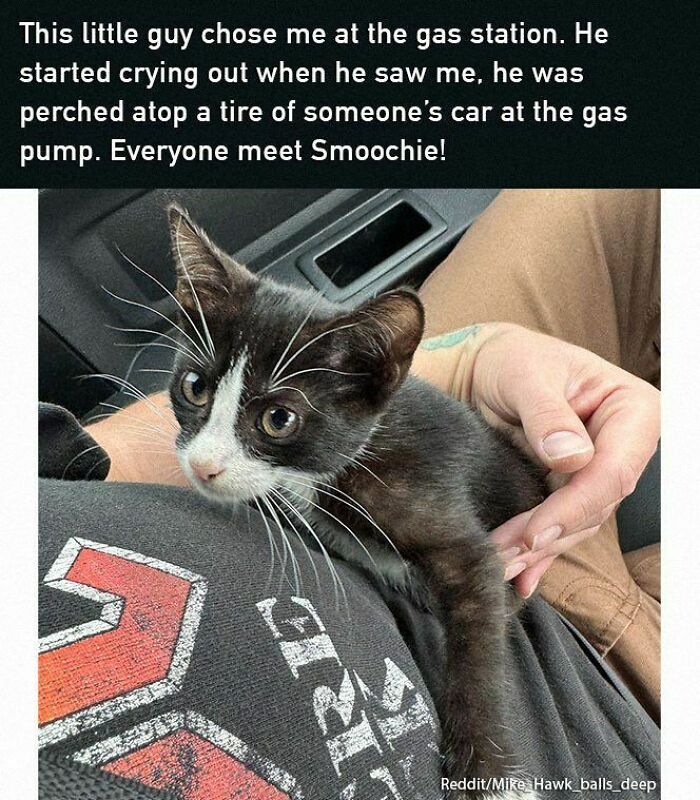 Cute kitten cuddling on a person’s lap, bringing positivity and joy in a heartwarming moment.