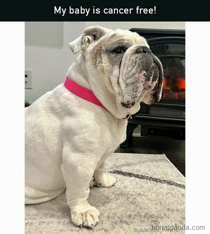 Bulldog with a pink collar sitting indoors, conveys a positive and uplifting message of being cancer-free.