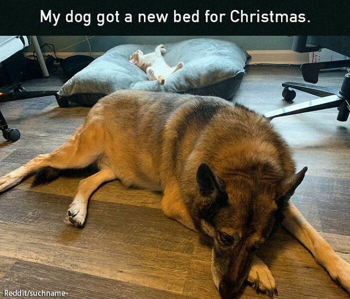 Dog lounging on the floor beside a comfy bed occupied by a cat, conveying a positive and uplifting scene.