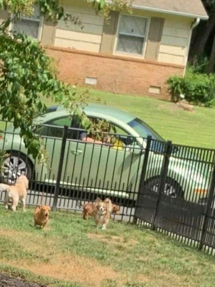 Three happy dogs play in the yard near a house and a parked green car, creating a positive and uplifting scene.