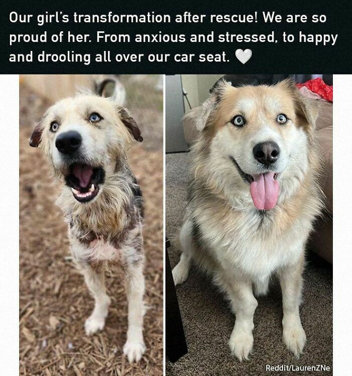 Rescued dog's uplifting transformation from anxious to happy, showing a brighter demeanor before and after adoption.