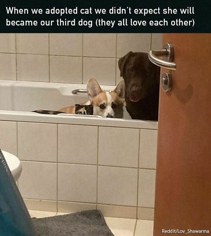 Cat and dogs cuddling in bathtub, showcasing a positive and uplifting moment of unexpected friendship.