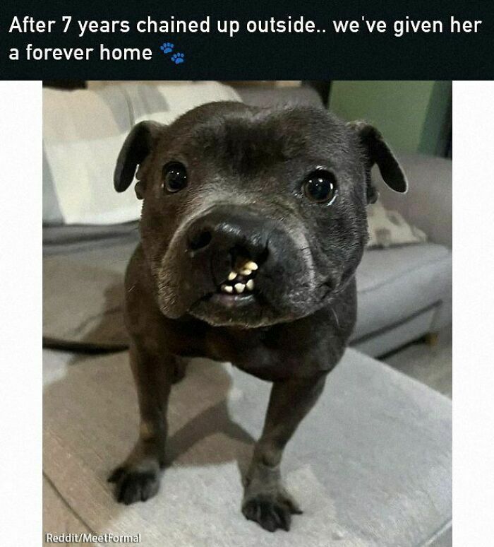 Rescued dog in a cozy home symbolizes positive and uplifting change, making everyone's day brighter.