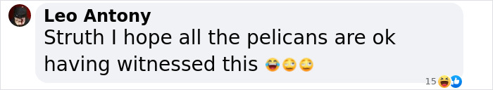Comment about pelicans after a disturbing event at a family swimming spot.