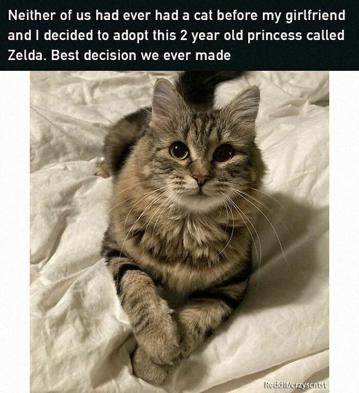 Fluffy cat named Zelda lying on a bed, bringing positive vibes and making our day brighter.