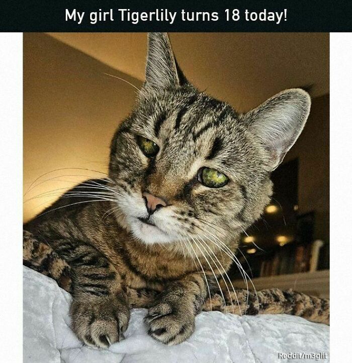 Elderly cat relaxing indoors, celebrating its 18th birthday. Positive and uplifting moment.
