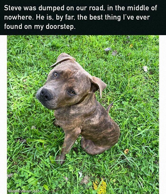 A cute dog sits on grass, looking up, embodying a positive and uplifting moment that might brighten your day.