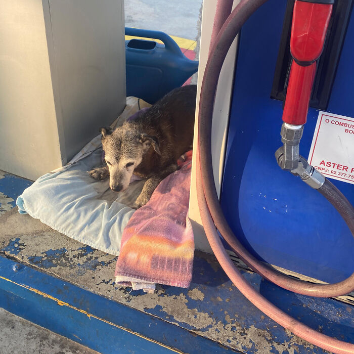 Stray dog resting on a blanket beside a gas station pump, taken care of by the town's community. Stray dog resting on a blanket beside a gas station pump, taken care of by the town's community.