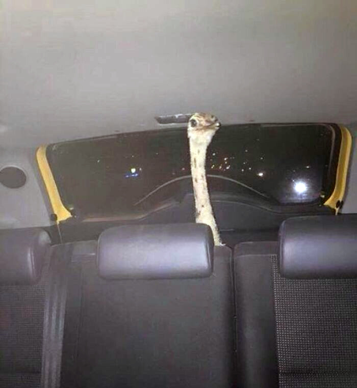 Ostrich inside a car, visible through the rear window at night.
