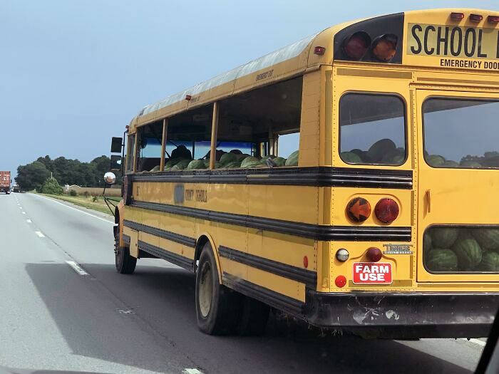 Yellow school bus filled with watermelons labeled for farm use, driving on a highway.