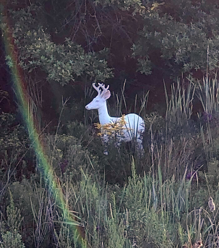 White deer standing in a lush forest with a rainbow, captured for its rare sighting.