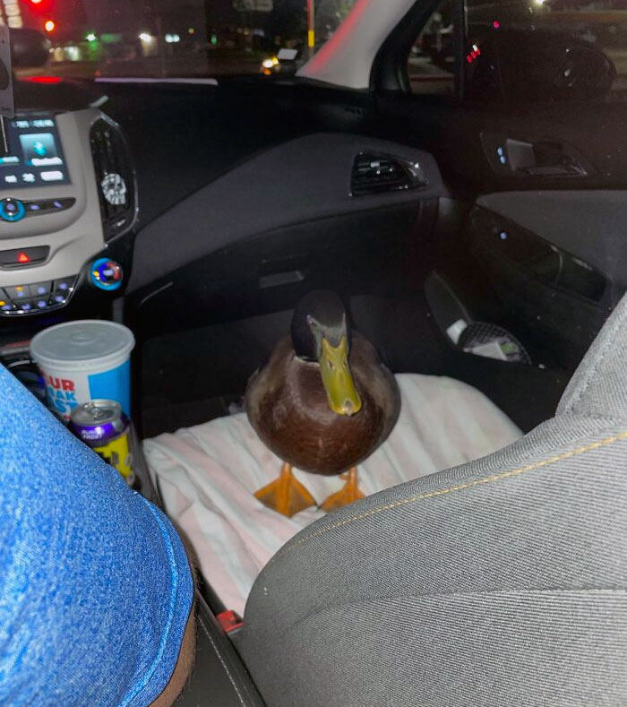 Duck sitting in a car's backseat, captured for proof of unusual sighting.