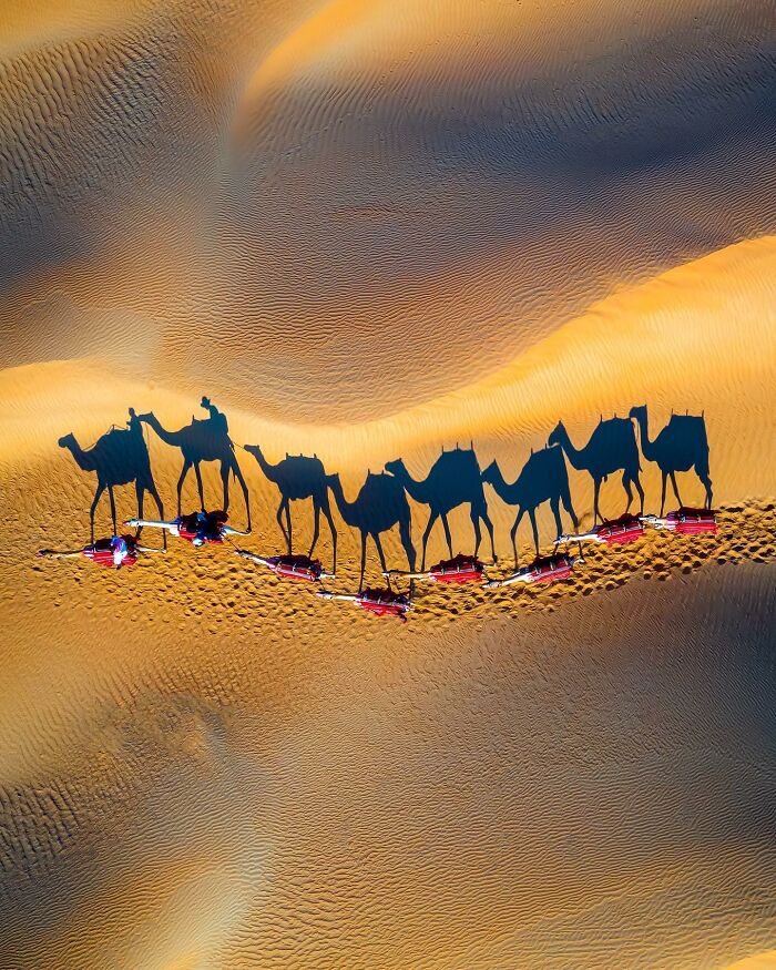Shadows of camels crossing desert dunes, an iconic Only-In-Dubai scene captured from above.