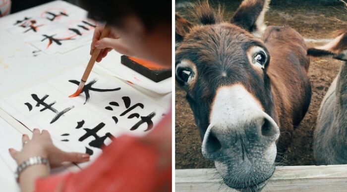 Person practicing calligraphy; curious donkey looking into camera, illustrating a choice dilemma.