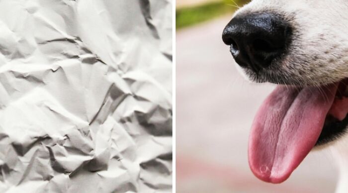 Crumpled paper next to a dog's tongue, highlighting a fun 'Would You Rather' dilemma.