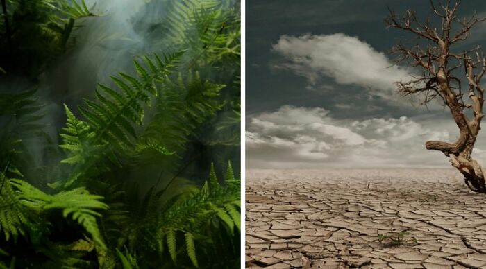 Green ferns in a misty forest next to a barren, c*****d desert with a solitary tree; choose your dilemma.