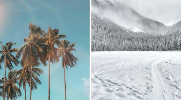 Tropical palms under a clear sky beside a snowy mountain landscape, illustrating a 'Would You Rather' dilemma.